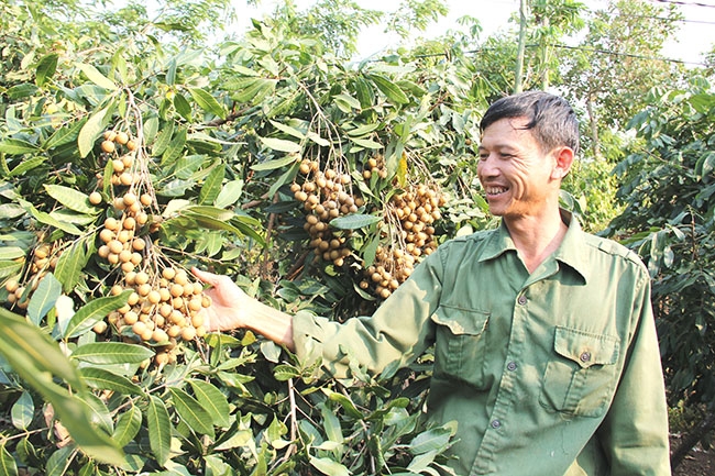  Vườn nhãn của hộ anh Lê Đăng Bình (thôn 6,  xã Ea Hu).