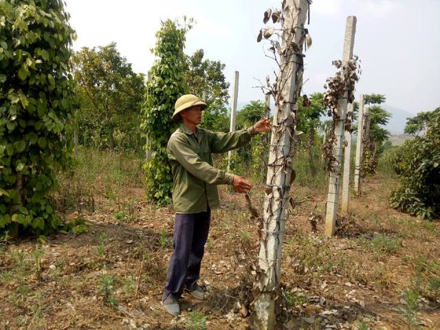 Nhiều vườn tiêu ở thôn 8 chết hàng loạt trong sự bất lực của người nông dân. 