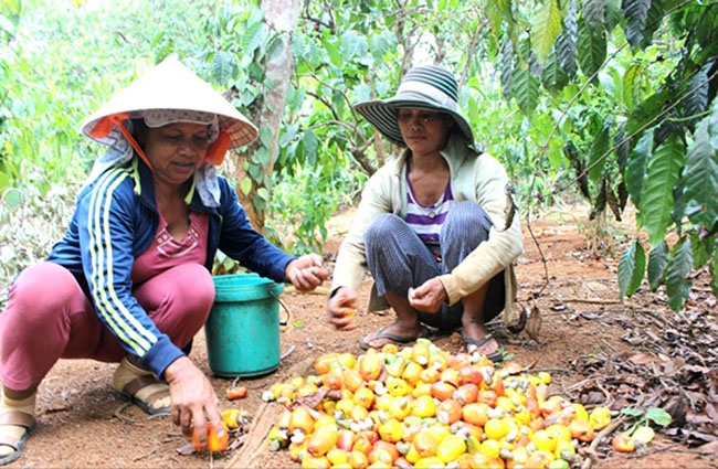 Người trồng điều phấn khởi khi giá tăng cao. 