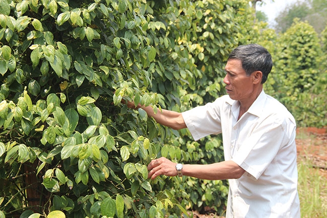 Ông Trần Minh Phong chăm sóc vườn tiêu của gia đình. 