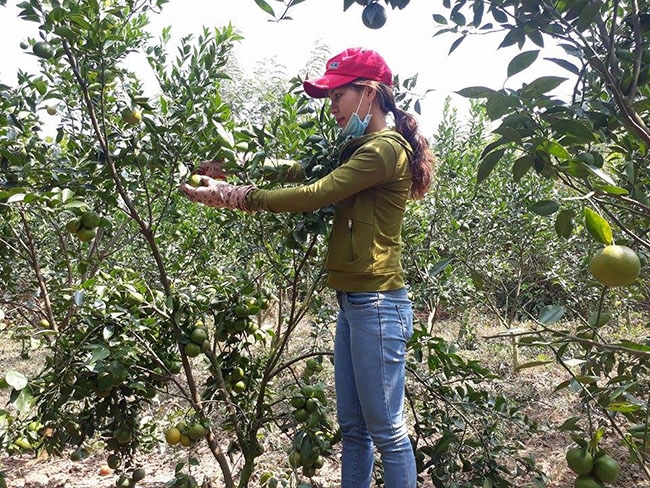 Mô hình trồng quýt đường của chị Nguyễn Thị Hoa, thôn Hòa An, xã Ea Nuôl,  huyện Buôn Đôn. 