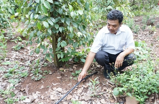 Cán bộ Trung tâm Khuyến nông tỉnh thăm mô hình tưới tiết kiệm của gia đình ông Nguyễn Thế Tình ở thôn Hà Bắc, xã Ea Wer (huyện Buôn Đôn).