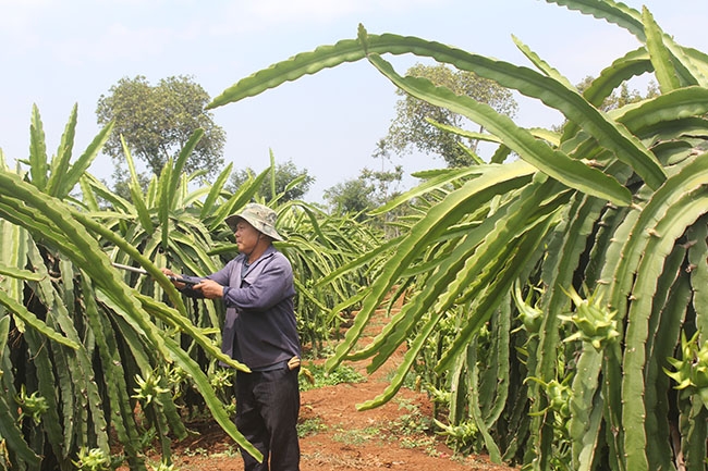 Mô hình trồng cây thanh long đạt hiệu quả kinh tế cao của hộ ông Mai Sỹ Ánh ( thôn 2, xã Cư Êbur). 
