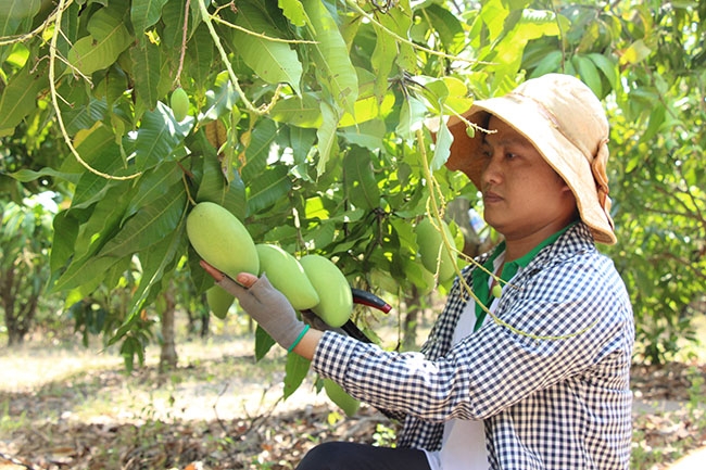 Ông Trần Phú Tài kiểm tra tiến độ sinh trưởng của quả xoài.