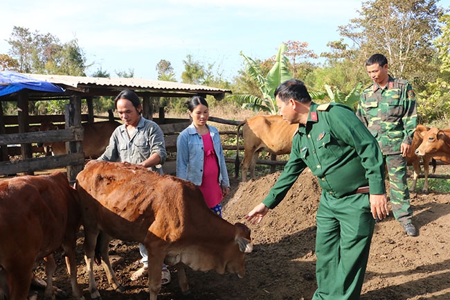 Cán bộ Đội sản xuất nông lâm 5 (Đoàn 737) đến thăm mô hình nuôi bò của gia đình anh Hà Văn Hưng. 