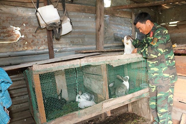 Anh Trịnh Văn Vấn (Đội sản xuất nông lâm 3) kiểm tra đàn thỏ thương phẩm của gia đình trước khi xuất bán.