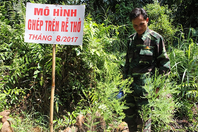 Những mắt ghép thủy tùng trên rễ thở đã phát triển thành cây con.