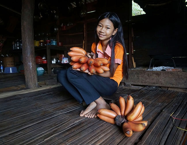 Nải chuối lửa khi chín rất bắt mắt.