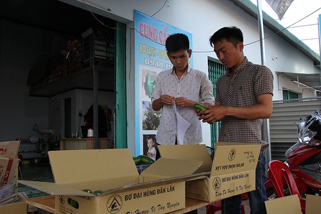 Dán nhãn sản phẩm tại HTX bơ Đại Hùng (TP. Buôn Ma Thuột).