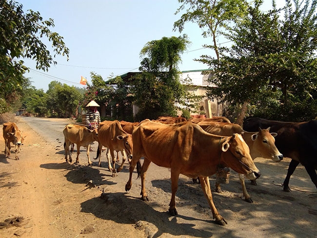 Tiếp cận được nguồn vốn vay, chị H’Em Tơr mua bò  phát triển  kinh tế.