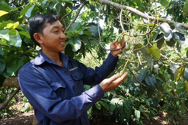 Anh Trung vui mừng nhìn cây bơ sai trái.