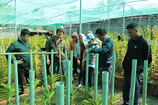 Mô hình hoa lan Mokara của một hộ dân tại Tổ dân phố 4,  phường Tân Thành.