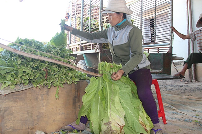 Người dân đang xâu thuốc lá để đưa vào lò sấy.