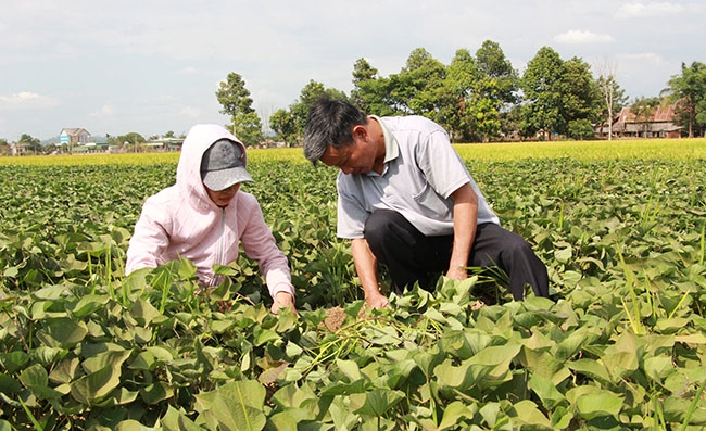 Hộ chị Nguyễn Thị Tươi (thôn Đoàn Kết 2, xã Buôn Triết) đang kiểm tra ruộng khoai của gia đình. 