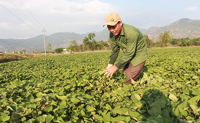 Ruộng khoai của gia đình chị Đặng Thị Hồng (ở Đông Giang 1, xã Buôn Tría) thuê đất trồng tại xã Yang Tao. 