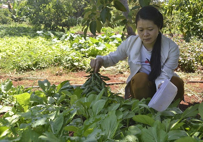 Chị Trang dùng thuốc trừ sâu sinh học để phòng trừ sâu bệnh cho rau. 
