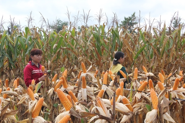 Nông dân huyện Cư M'gar thu hoạch ngô