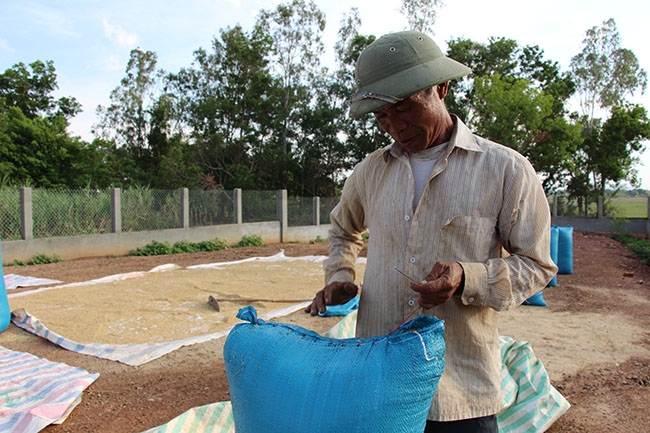 Gia đình ông Phạm Sĩ Tùng, thôn 3, xã Ea Bung có 2/5 ha lúa bị thiệt hại trên 70% do lốc xoáy.