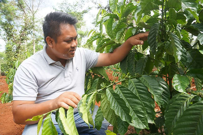 Vườn cà phê dây của anh Y Bel Êban đã ra quả bói. 