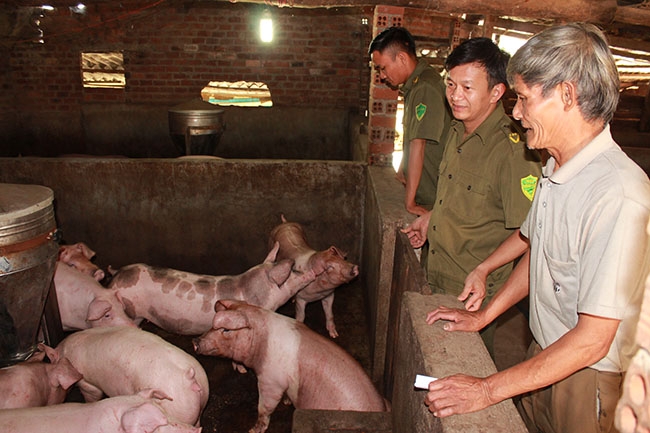 Mô hình chăn nuôi  từ nguồn  vốn vay  của gia đình ông Phạm Xuân Đính. 