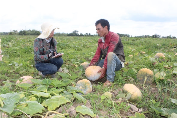 Ruộng bí  chín đỏ chưa thu hoạch của gia đình anh Nguyễn Văn Huỳnh.     