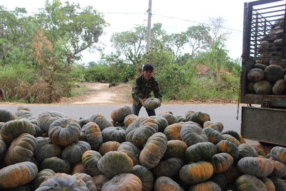  Chị Hà Thị Lý chất bí trước nhà chờ thương lái đến cân mua.