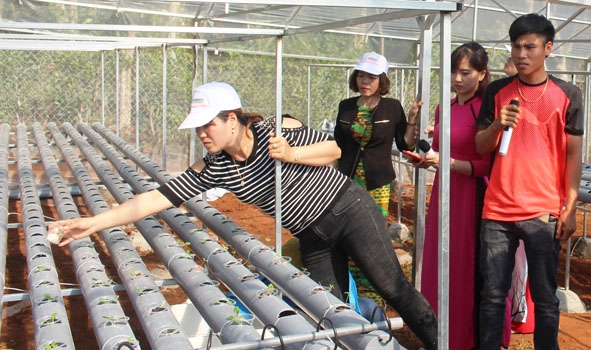 Mô hình trồng rau thủy canh của chị Nguyễn Thị Thắm.