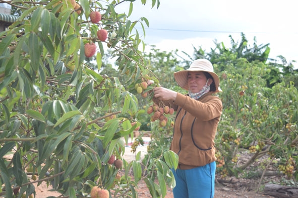 Người dân xã Ea Kuăng (huyện Krông Pắc) thu hoạch vải thiều.   