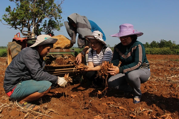 Nông dân huyện Krông Pắc thu hoạch nghệ. 