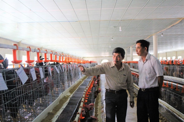 Mô hình nuôi gà VietGAP của gia đình ông Kiều Thơ.