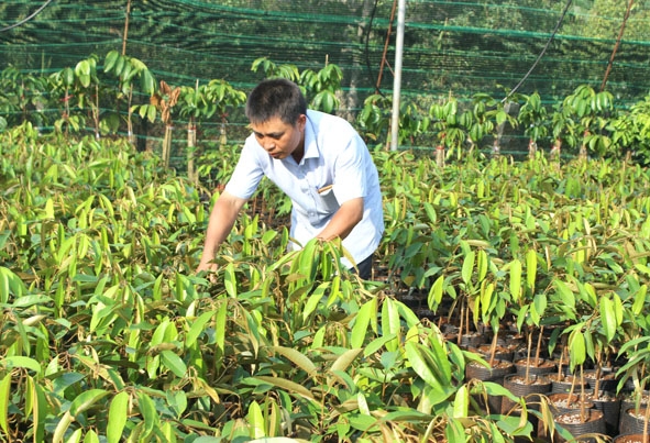 Giống  sầu riêng được cho là bán  chạy nhất hiện nay. 