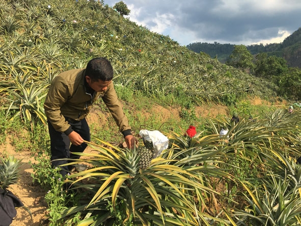 Vườn dứa 6 ha của gia đình ông Trần Quang Chuyện đang cho thu hoạch 