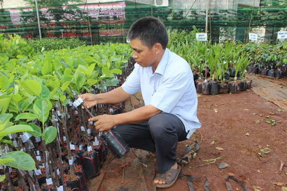 Cây giống phải có  nguồn gốc  rõ ràng  và có gắn nhãn mác theo  quy định. 