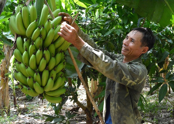 Vườn chuối của gia đình ông Nguyễn Đức Buông (buôn Ea Mar, xã Krông Na).  