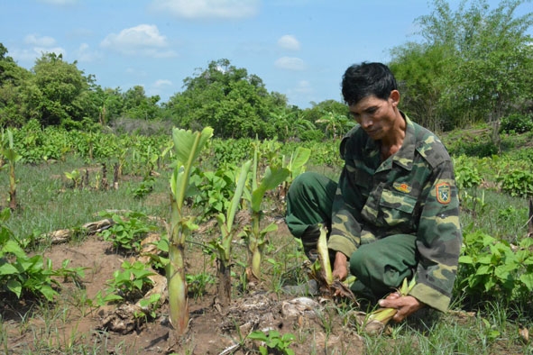 Ông Nguyễn Trung Thành (buôn Ea Mar, xã Krông Na) phá bỏ vườn chuối để trồng cây khác. 