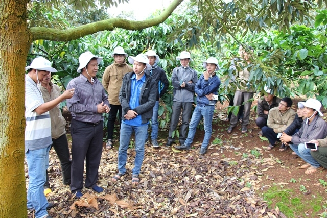 Vườn cà phê xen canh cây ăn quả ở huyện Krông Năng