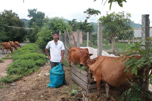 Một số người dân huyện Lắk còn nuôi thả gia súc ngay sát nhà ở.  
