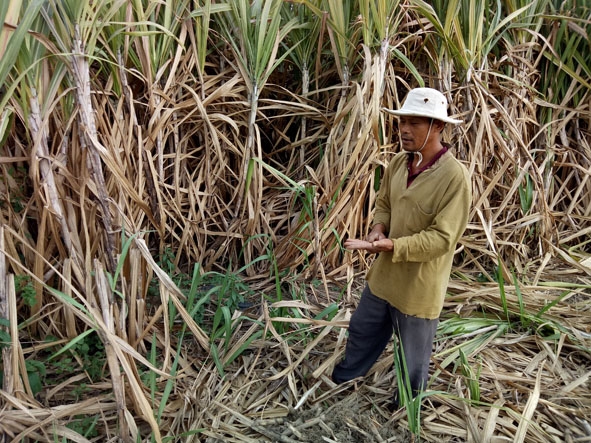 Nông dân lo lắng về những cánh đồng mía đã “quá tuổi” nhưng vẫn chưa được thu hoạch.