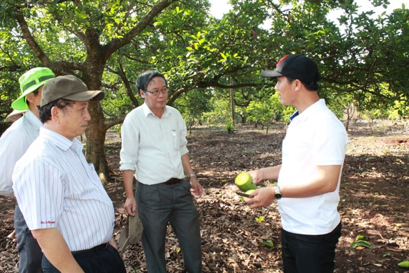 Giám đốc  Sở Khoa học & Công nghệ Đinh  Khắc Tuấn (thứ hai từ phải sang) tham quan mô hình trồng bơ của người dân TP. Buôn Ma Thuột. 