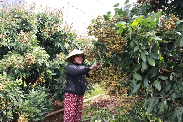 Vườn nhãn của gia đình bà Ngô Thị Phương. 