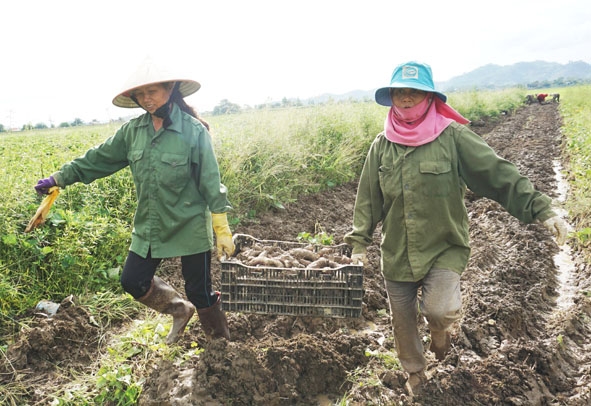 Một ruộng khoai lang ở xã Dur Kmăl (huyện Krông Ana) do để quá ngày thu hoạch khiến nhiều củ bị hà sùng.