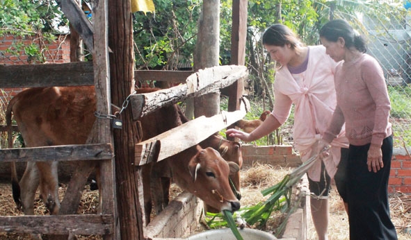 Chị H’Sinh Êban (bên trái) chăm sóc hai con bò của gia đình.