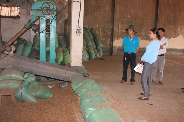 Chế biến cà phê tại một doanh nghiệp ở huyện Cư M’gar.    