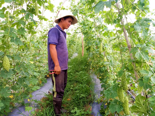 Anh Lê Văn Hưng (thôn 2, xã Ea Trul, Krông Bông) bên giàn mướp đang vào đợt  thu hoạch. 