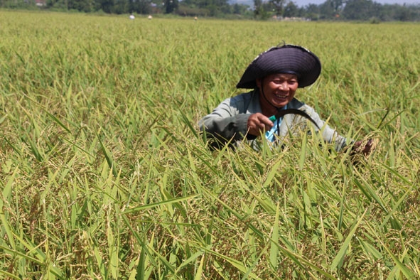 Ông Phan Quê (thôn 4, xã Ea Kmút) khử lúa lẫn trước khi thu hoạch.  