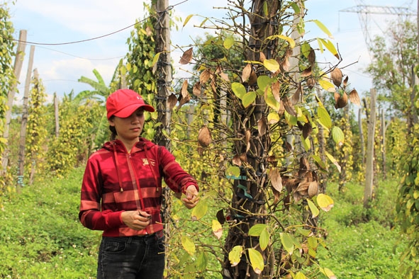 Nhiều vườn tiêu bị nấm làm thối rễ gây rụng lá ồ ạt và chết rất nhanh ở (xã Ea H’leo, huyện Ea H'leo).  