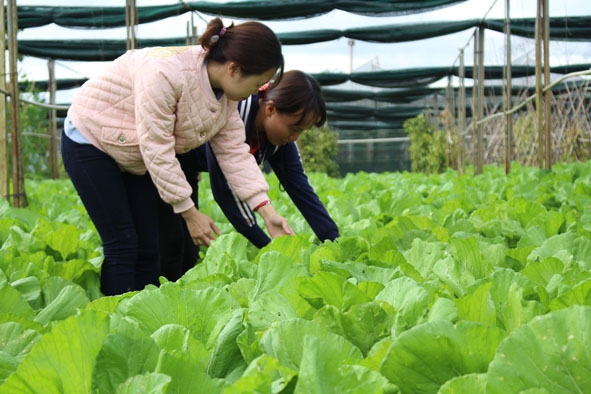 Phóng viên trẻ Thùy Linh (bìa trái) đang tác nghiệp tại một mô hình  trồng rau ở xã Ea Ral (huyện Ea H’leo). 