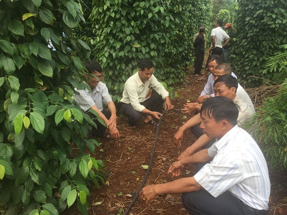 Các hộ dân tham quan mô hình tưới nước tiết kiệm của hộ ông Khương Văn Thoa (buôn Ea Sang B, xã Ea H’đing).