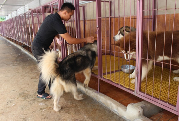 Mô hình trang trại chó cảnh của anh Hoàng Văn Tiến được nhiều hội viên  trong CLB học tập. 