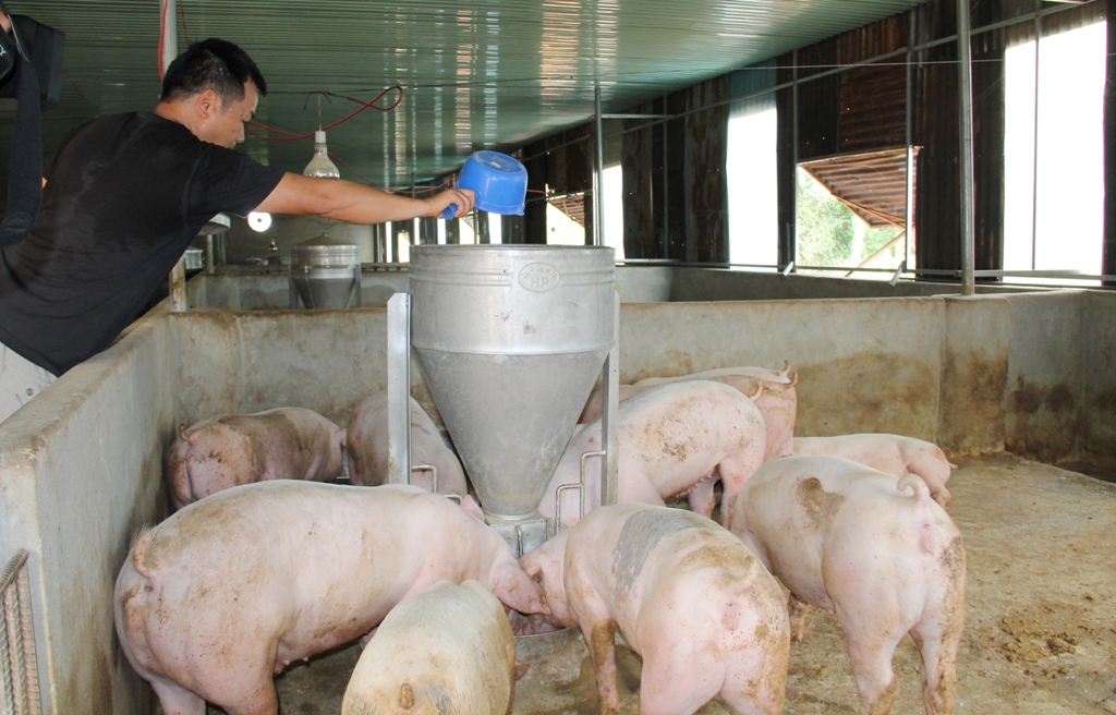 Mô hình nuôi heo theo tiêu chuẩn VietGAP của Công ty Cổ phần sản xuất và thương mại cám Fukoku Tây Nguyên.